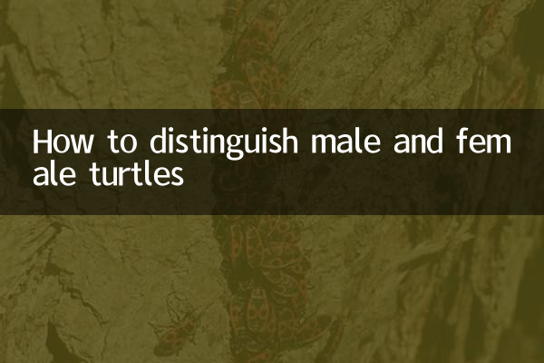 Come distinguere le tartarughe maschi e femmine