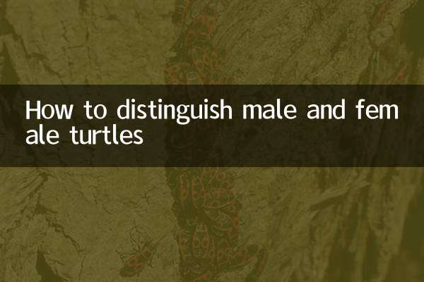 كيفية التمييز بين السلاحف الذكور والإناث