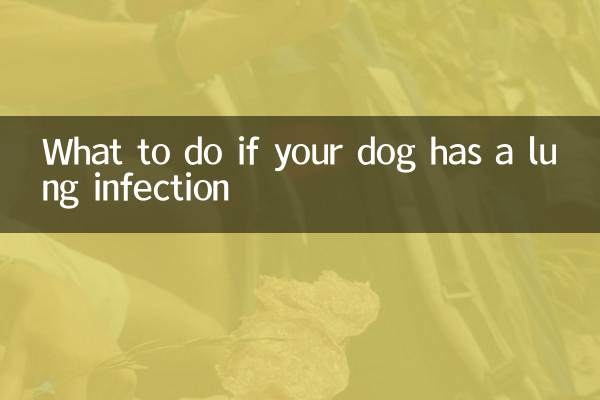 狗肺部感染怎麼辦