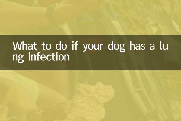 狗肺部感染怎麼辦