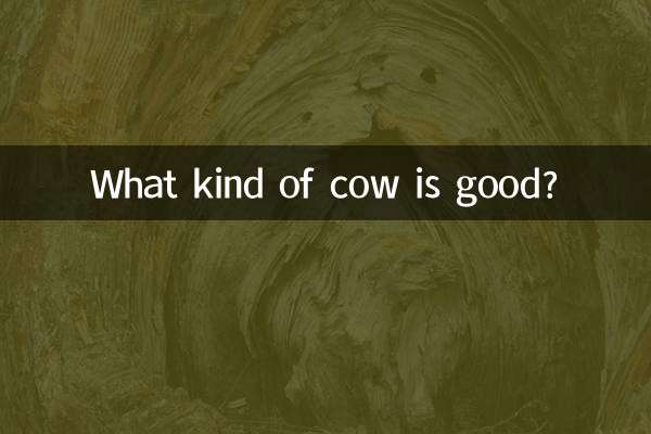 Que tipo de vaca é boa?