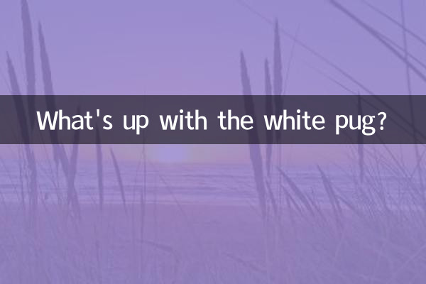 하얀 퍼그는 어쩌고?