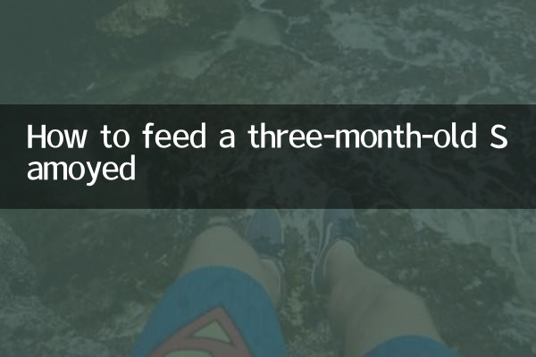 Como alimentar um Samoieda de três meses