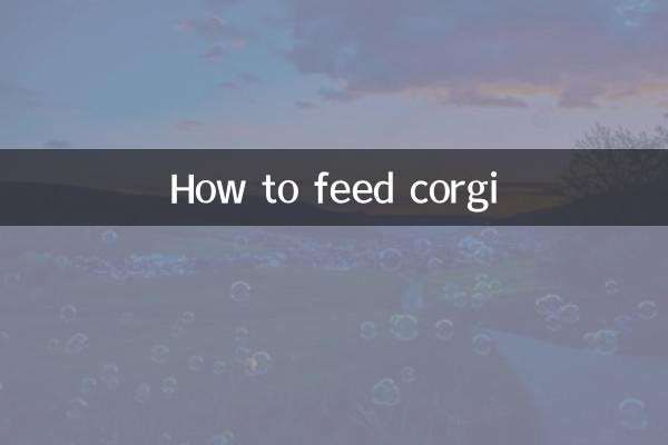 كيفية إطعام فصيل كورجي