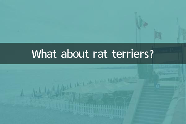 What about rat terriers?