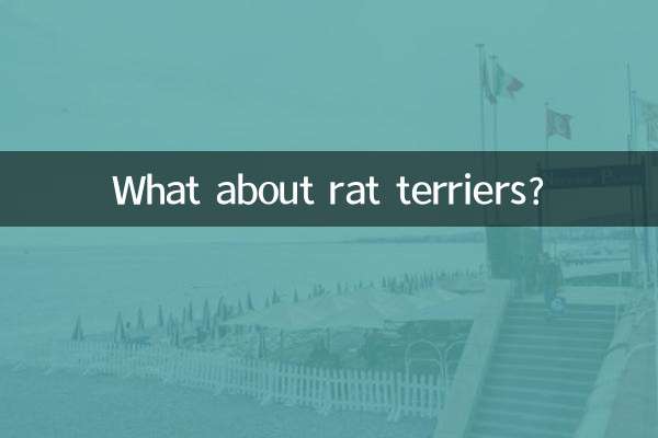 What about rat terriers?