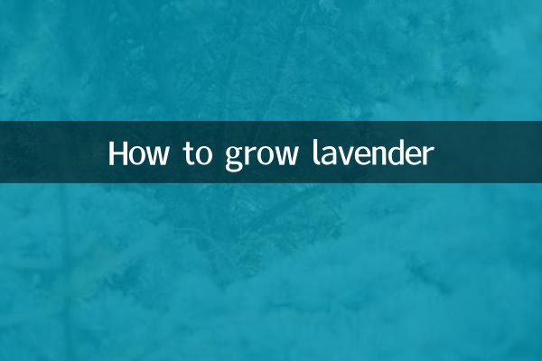 How to grow lavender