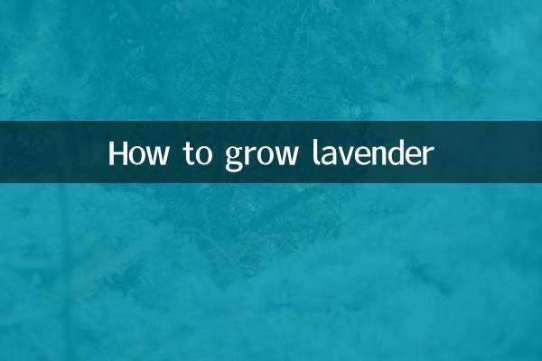 How to grow lavender