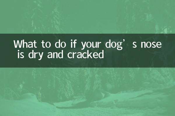 What to do if your dog’s nose is dry and cracked
