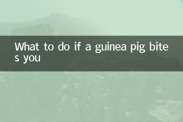 Que faire si un cochon d'Inde vous mord