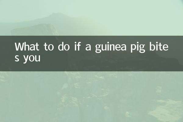 기니피그에 물린 경우 대처 방법