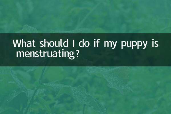 Que dois-je faire si mon chiot a ses règles ?