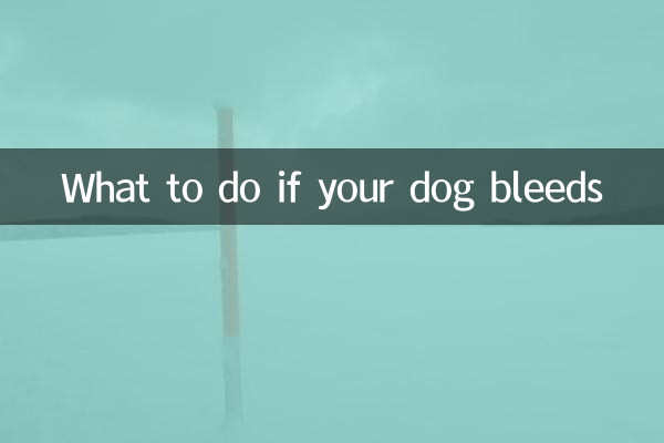 Qué hacer si tu perro sangra