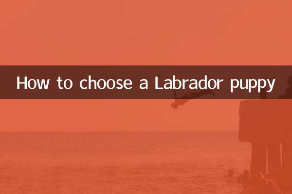 래브라도 강아지를 선택하는 방법