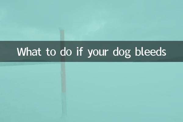 犬が出血した場合の対処法