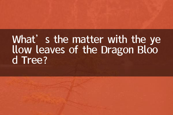 Was ist mit den gelben Blättern des Drachenblutbaums los?
