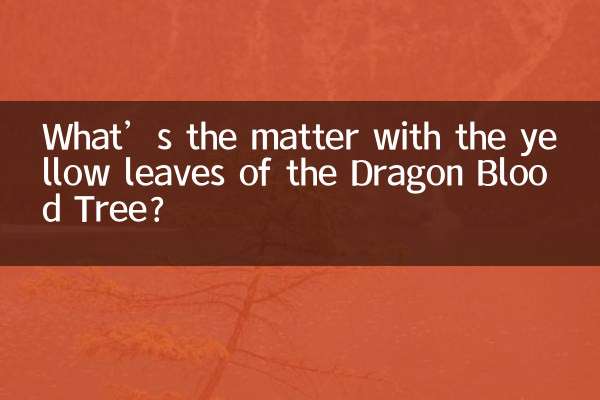 Was ist mit den gelben Blättern des Drachenblutbaums los?