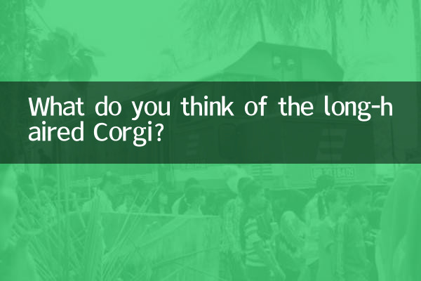 O que você acha do Corgi de cabelos compridos?