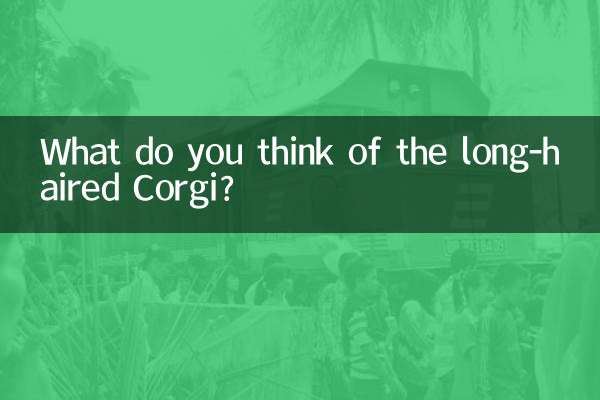 長毛柯基怎麼看