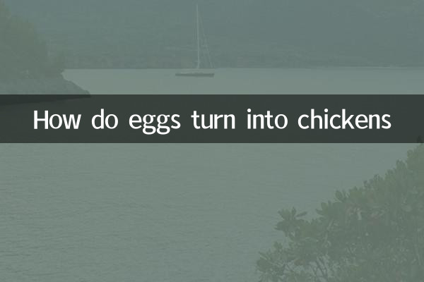¿Cómo se convierten los huevos en pollos?