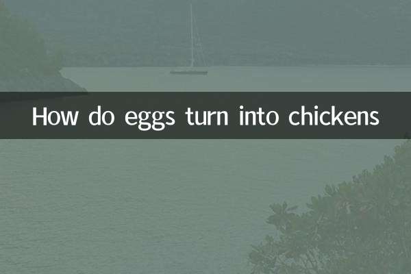 ¿Cómo se convierten los huevos en pollos?