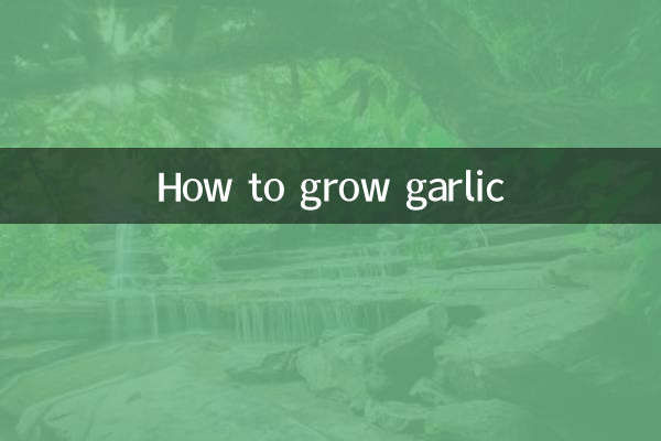 How to grow garlic