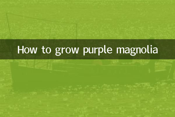 How to grow purple magnolia