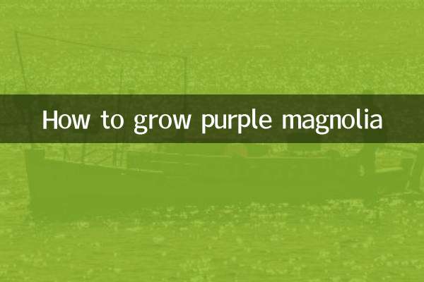How to grow purple magnolia