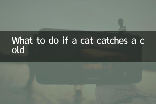 Qué hacer si un gato se resfría