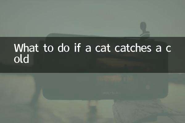 Was tun, wenn sich eine Katze erkältet?