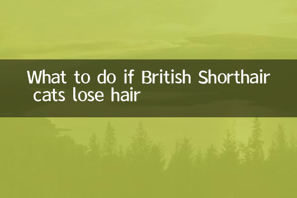 Was tun, wenn Britisch Kurzhaarkatzen Haare verlieren?