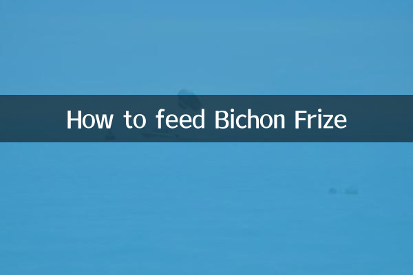 How to feed Bichon Frize