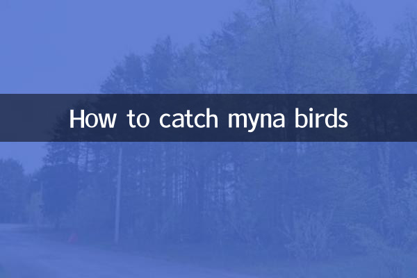 How to catch myna birds