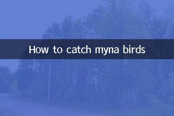 How to catch myna birds