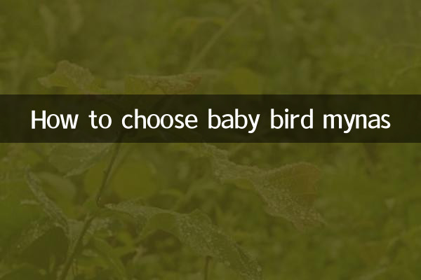 怎麼挑選幼鳥八哥