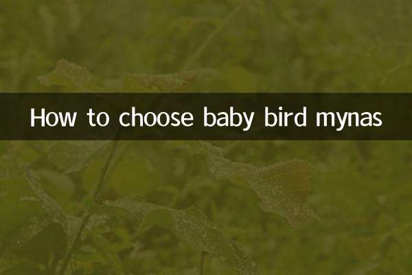 怎麼挑選幼鳥八哥