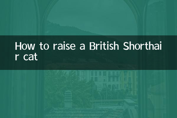 كيفية تربية قطة بريطانية قصيرة الشعر