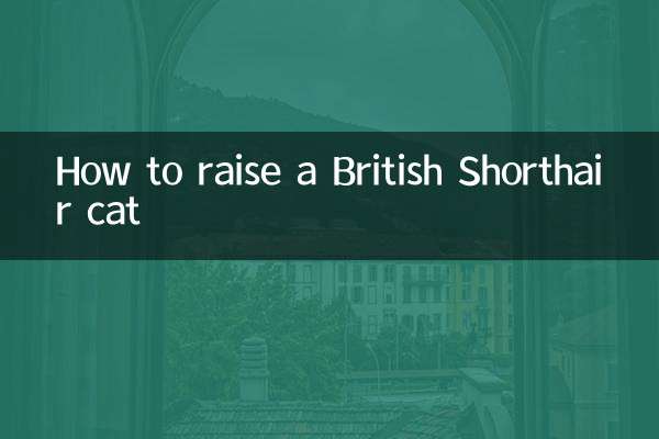 برطانوی شارٹ ہائر بلی کی پرورش کیسے کریں