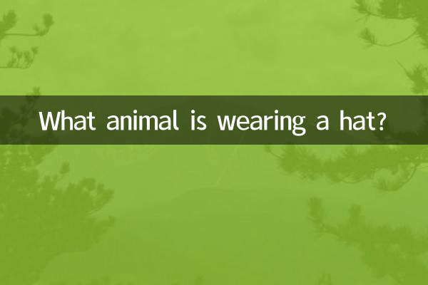 Que animal está usando chapéu?