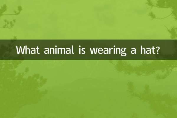 Que animal está usando chapéu?