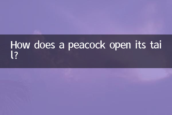Comment un paon ouvre-t-il sa queue ?
