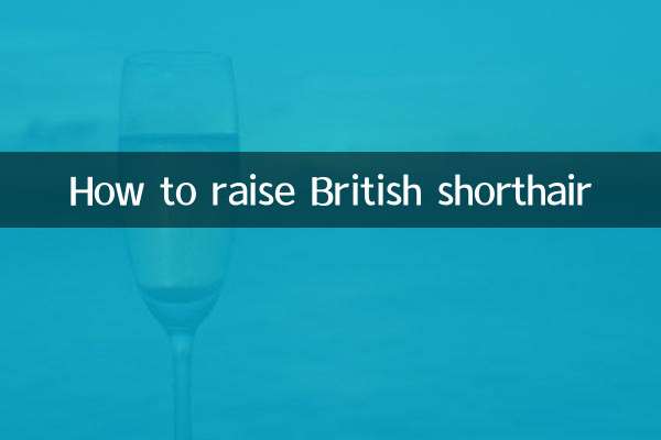 How to raise British shorthair