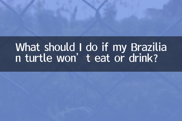 What should I do if my Brazilian turtle won’t eat or drink?