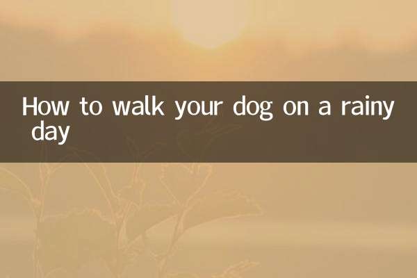 Как гулять с собакой в дождливый день