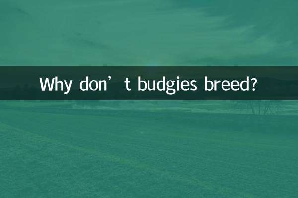 budgies는 왜 번식하지 않습니까?