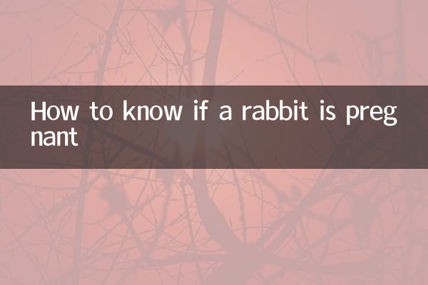 খরগোশ গর্ভবতী কিনা তা কীভাবে জানবেন