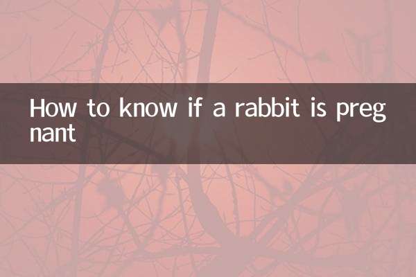 খরগোশ গর্ভবতী কিনা তা কীভাবে জানবেন