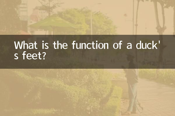 What is the function of a duck's feet?