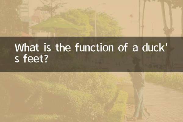 ¿Cuál es la función de las patas de un pato?