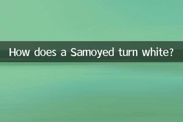 How does a Samoyed turn white?